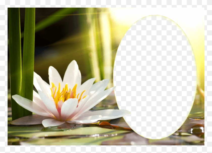 850x594 Best Stock Photos Transparent Water Lily Frame Images Water Lily, Plant, Lily, Flower HD PNG Download
