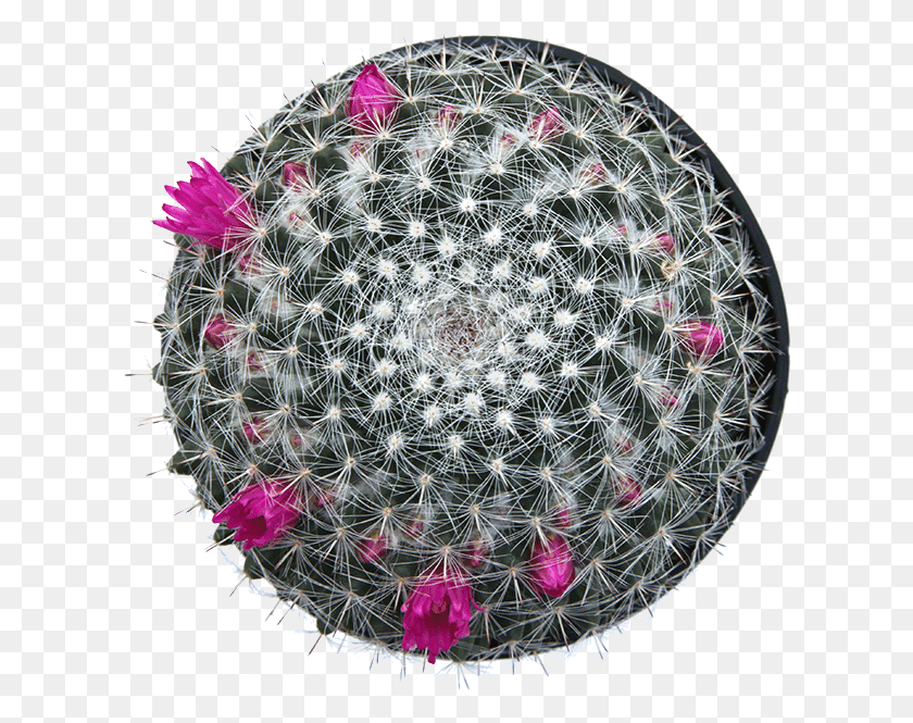 614x605 Best Succulent Arrangement Mammillaria, Plant, Cactus, Rug HD PNG Download