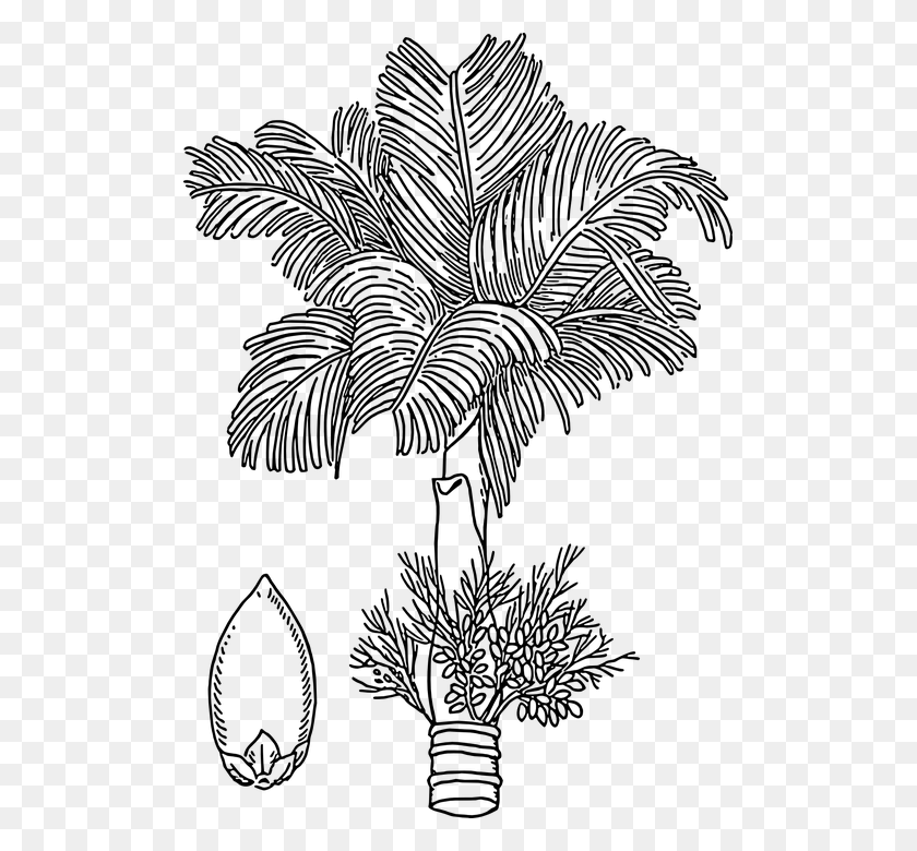 503x720 Betelnut Areca Nut Tree Flowers Areca Palm Areca Tree Drawing, Gray, World Of Warcraft HD PNG Download