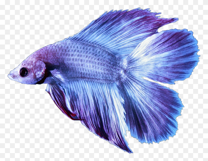 1349x1024 Betta Bettafish Fish Bettasplendens Purple Lilac Report Blue Betta Fish, Животное, Птица, Морская Жизнь Hd Png Скачать