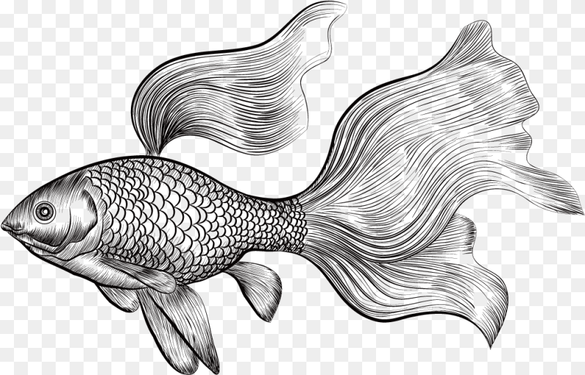 1050x674 Betta Drawing At Getdrawings Engraved Illustration Gold Fish, Animal, Sea Life, Person Transparent PNG