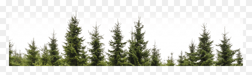 2500x611 Bg Северное Сияние Черная Ель Диффузор, Дерево, Растение, Хвойное Дерево Png Скачать