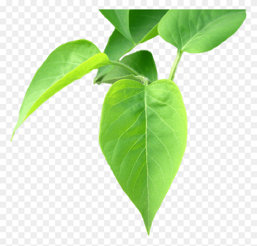 1164x1113 Bgtransp L Сирень Груша, Лист, Растение, Annonaceae Hd Png Скачать