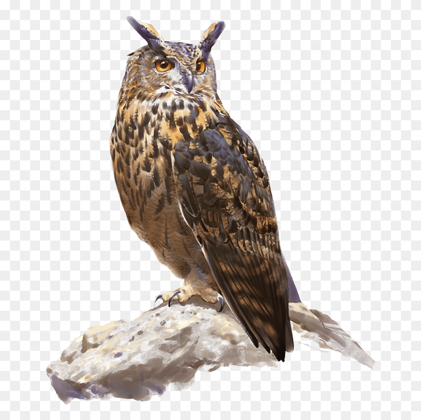 661x778 Bho Real Great Horned Owl, Pájaro, Animal, Pico Hd Png