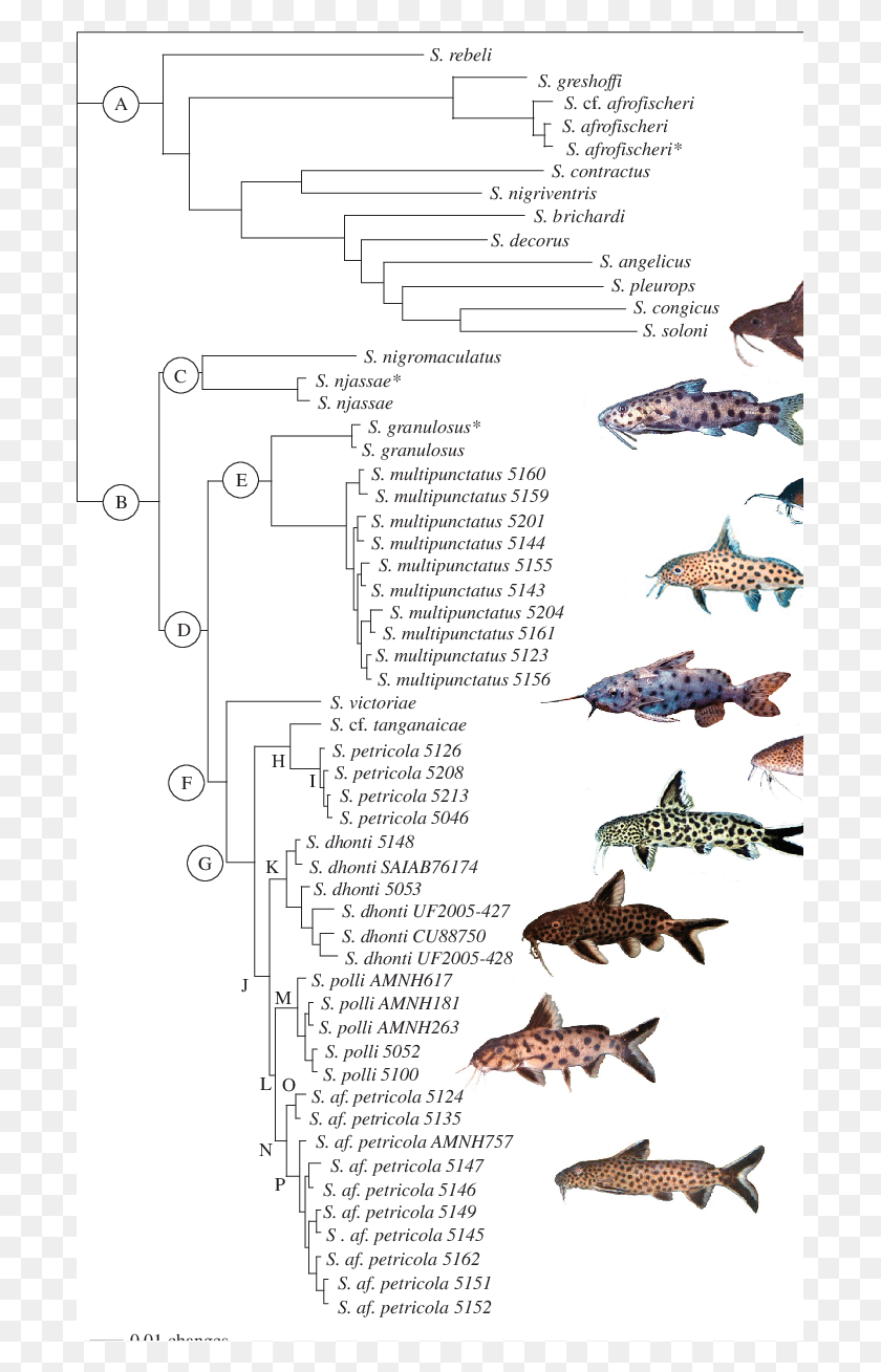 693x1249 Bi Tree Of Synodontis Catfish Synodontis Catfish Species, Animal, Bird, Fish HD PNG Download