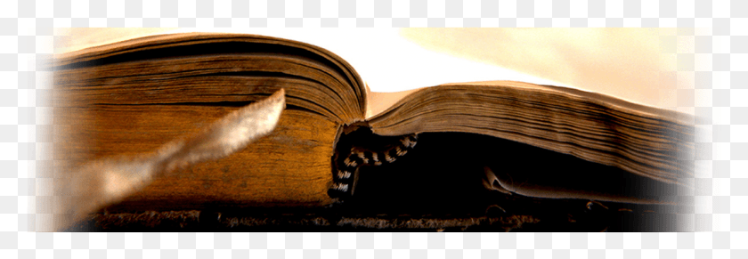 1067x317 Изучение Библии Стих Жизни Билли Грэма, Животное, Млекопитающее, Кошка Hd Png Скачать