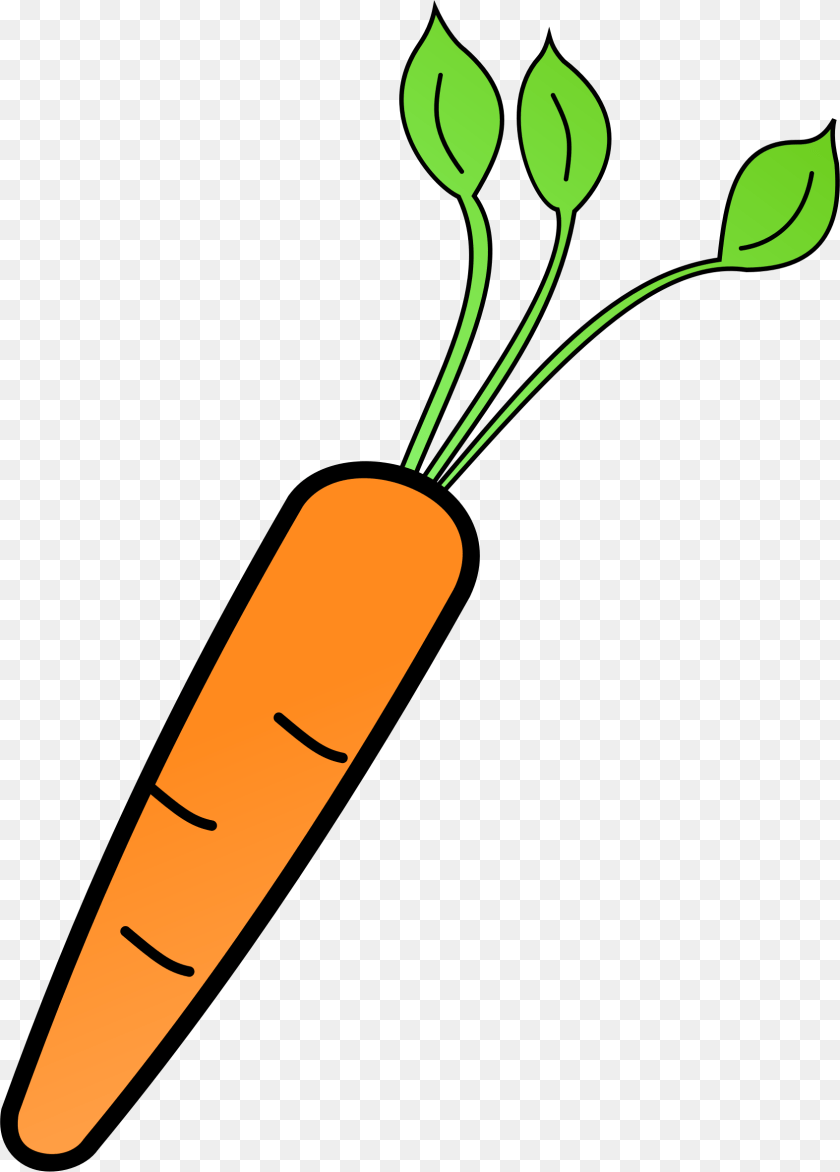 1694x2364 Big, Carrot, Food, Plant, Produce PNG