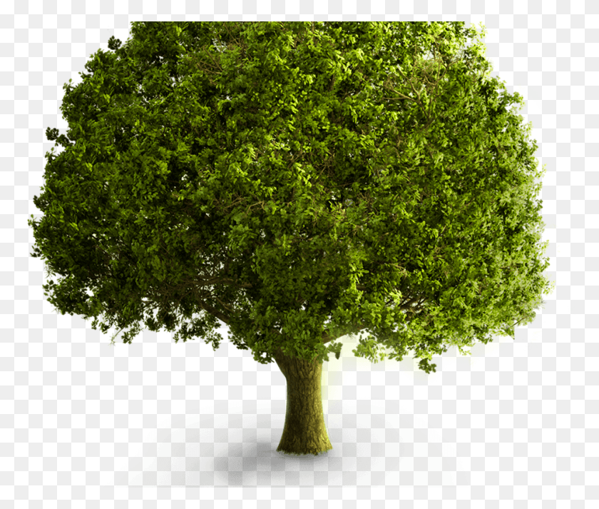 940x788 Дерево, Растение, Ствол Дерева Png Скачать
