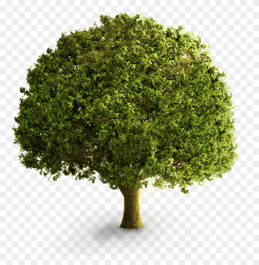 940x961 Big Arbre2 Tree Front View, Plant, Jar, Potted Plant HD PNG Download