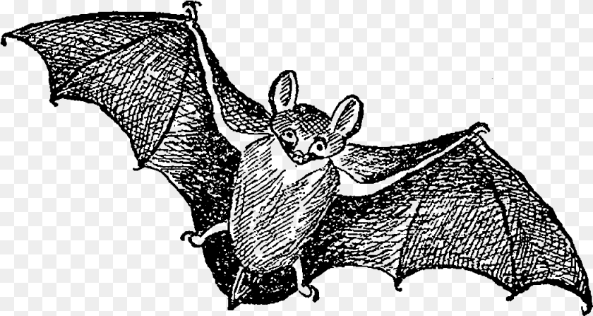 Big Brown Bat, Nature, Night, Outdoors PNG