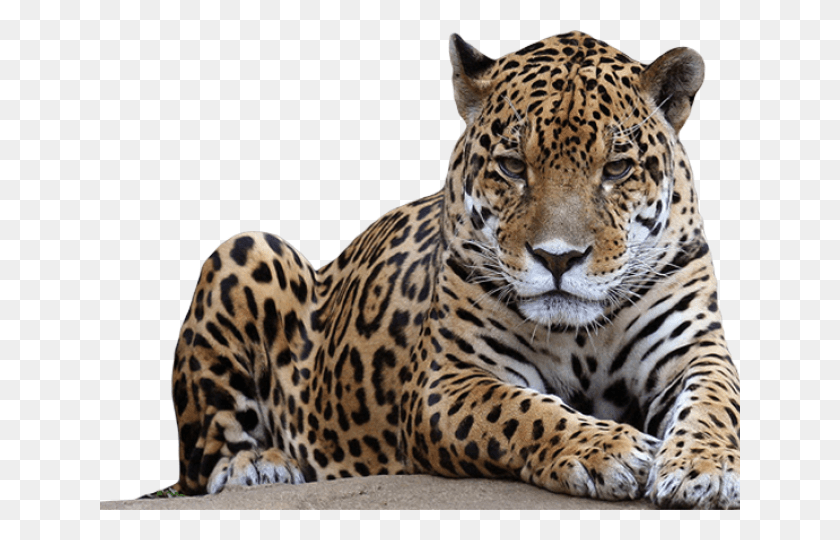 640x480 Big Five Animals Black And White, Panther, Wildlife, Mammal HD PNG Download
