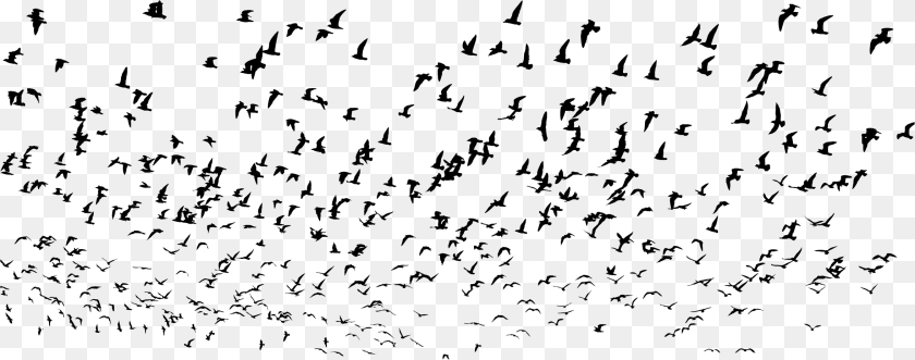 2354x928 Big Flock, Gray PNG