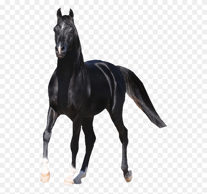 516x726 Большая Полная Арабская Лошадь Прозрачная, Млекопитающее, Животное, Андалузская Лошадь Png Скачать