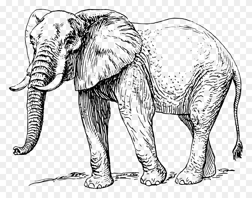 2400x1849 Большой Рисунок Африканского Слона Черно-Белый, Серый, Мир Варкрафта Png Скачать