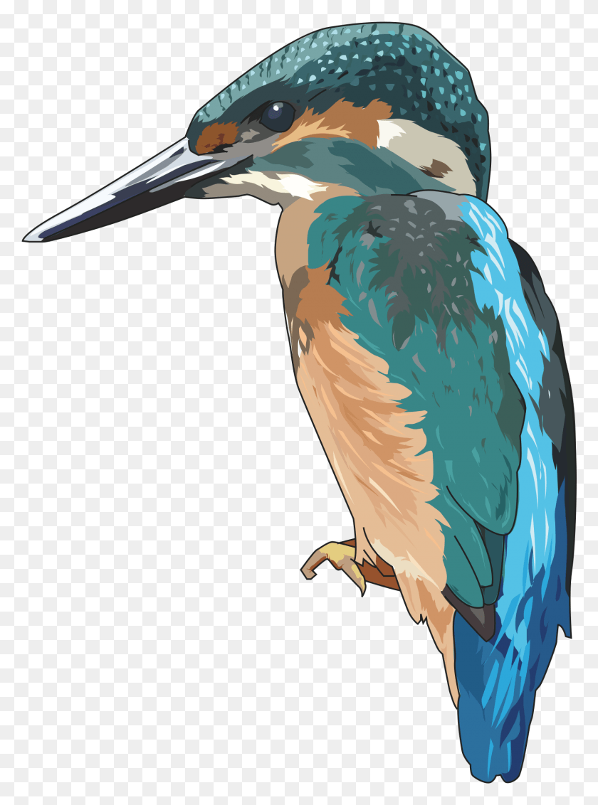 1482x2038 Big Image Cartoon Kingfisher Gif, Bird, Animal, Jay HD PNG Download