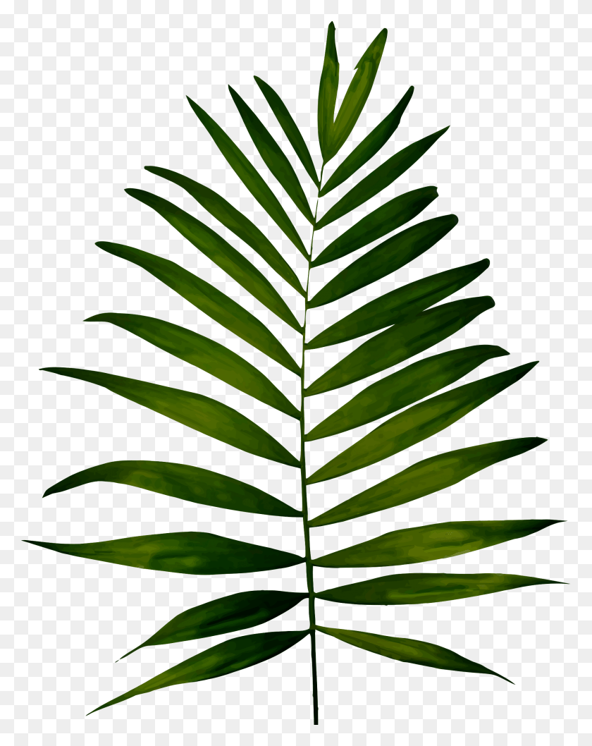 1874x2400 Big Image Clip Art Fern Leaf, Green, Plant, Pineapple HD PNG Download