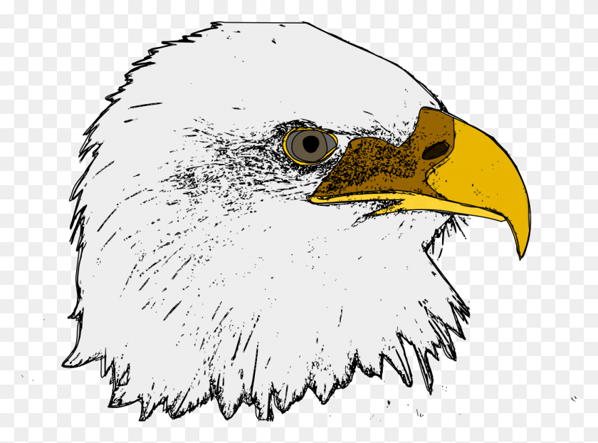 1296x935 Gran Imagen De Águila, Pájaro, Animal, Pico Hd Png