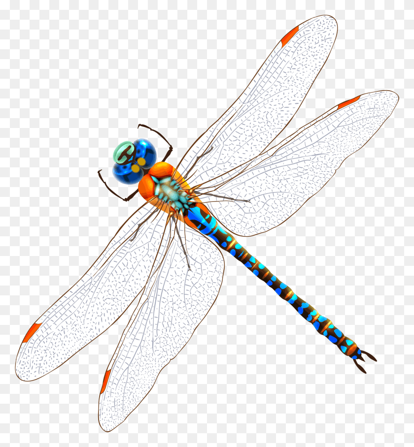 2071x2254 Big Image Insect, Invertebrate, Animal, Dragonfly HD PNG Download