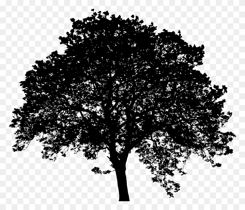 2314x1958 Большой Силуэт Листового Дерева, Серый, Мир Варкрафта Png Скачать