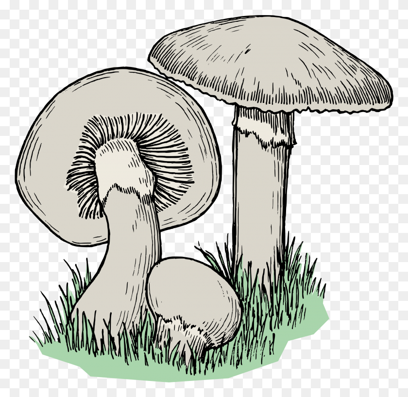 2301x2237 Big Image Mushroom Drawing, Plant, Amanita, Agaric HD PNG Download