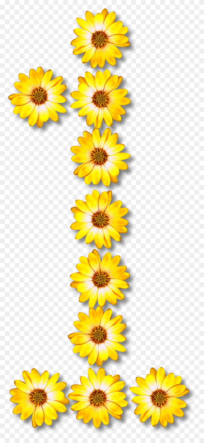 902x2036 Big Image Number Flower Numerical, Plant, Blossom, Treasure Flower HD PNG Download