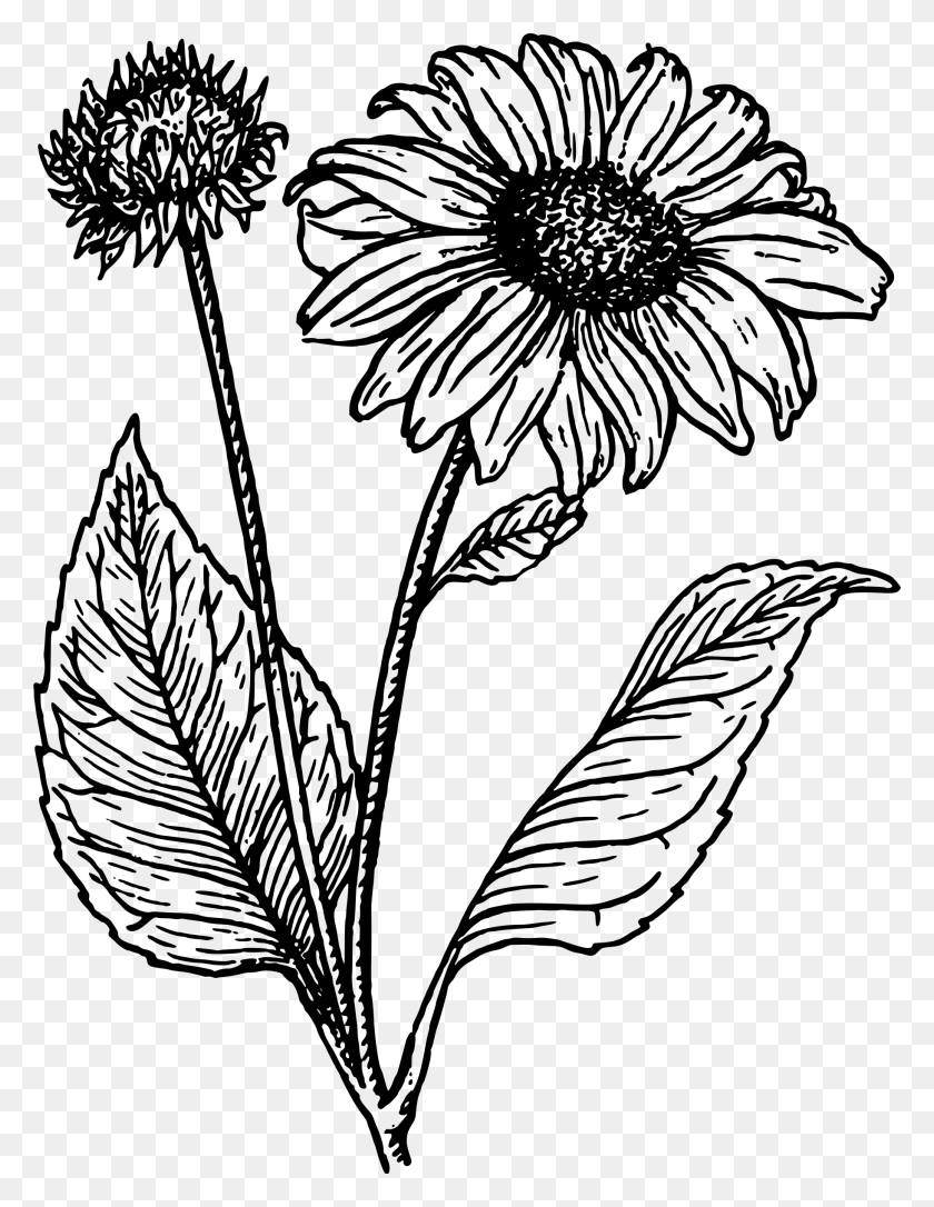 1824x2400 Big Image Sunflower Line Drawing, Gray, World Of Warcraft HD PNG Download
