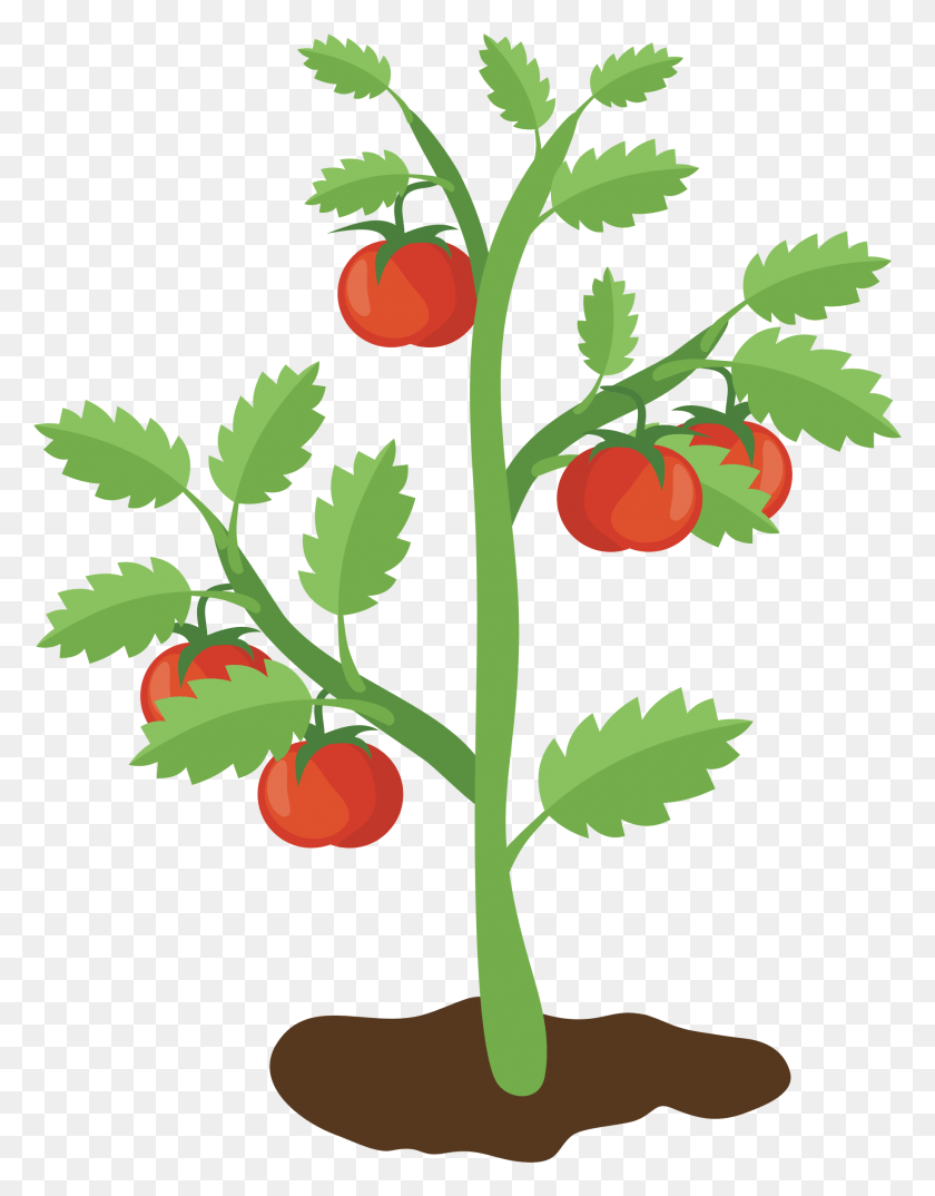 1830x2380 Big Image Tomato Plant Free Clip Art, Food, Fruit, Tree HD PNG Download