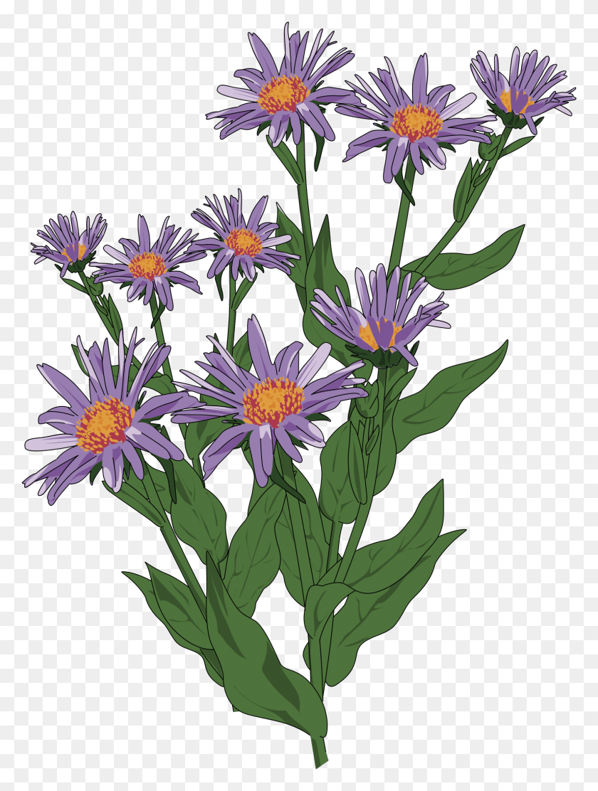 1539x2077 Big Image Wild Flower Clip Art, Plant, Blossom, Flower Arrangement HD PNG Download