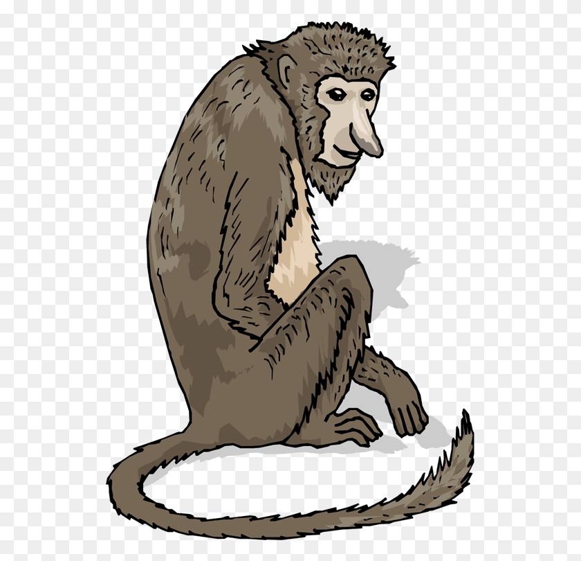 533x750 Big Nose Monkey Babuino, La Vida Silvestre, Animal, Mamífero Hd Png