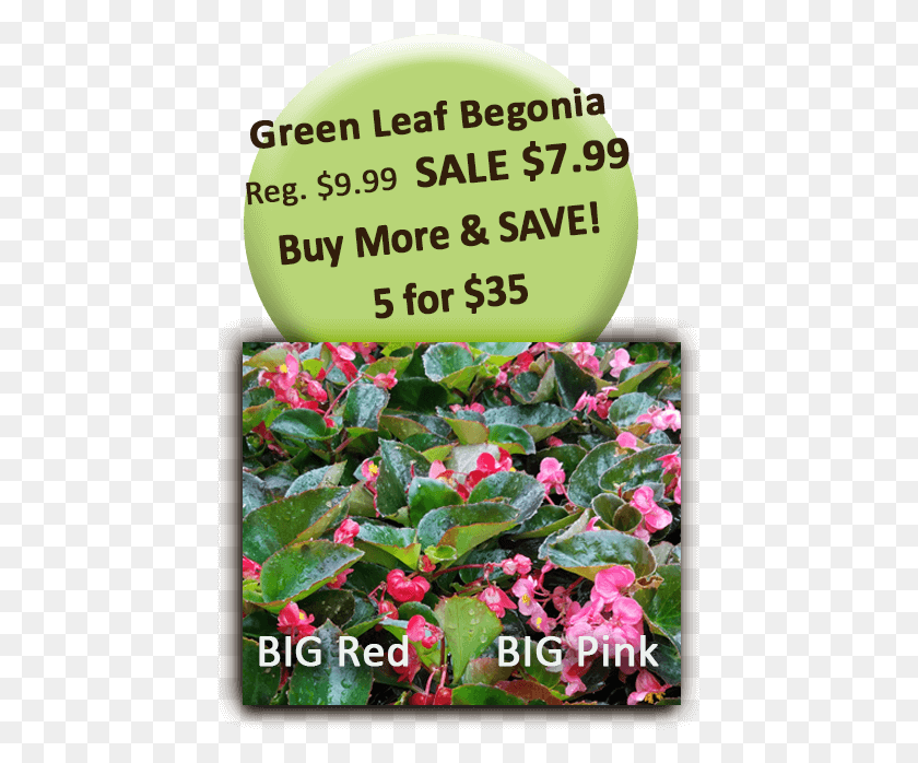 443x638 Big Red Pink Green Leaf Begonia Lage, Plant, Flower, Blossom HD PNG Download