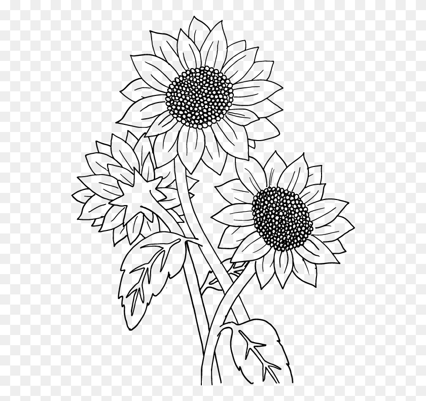 561x730 Big Smile Coloring Sunflower Garden, Gray, World Of Warcraft HD PNG Download