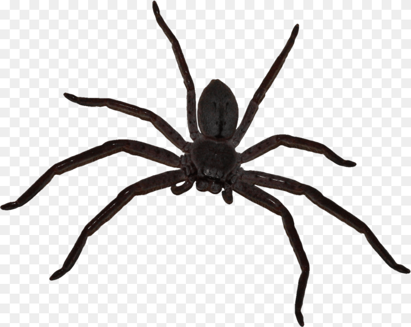 Big Spider Big Spider, Animal, Invertebrate Sticker PNG