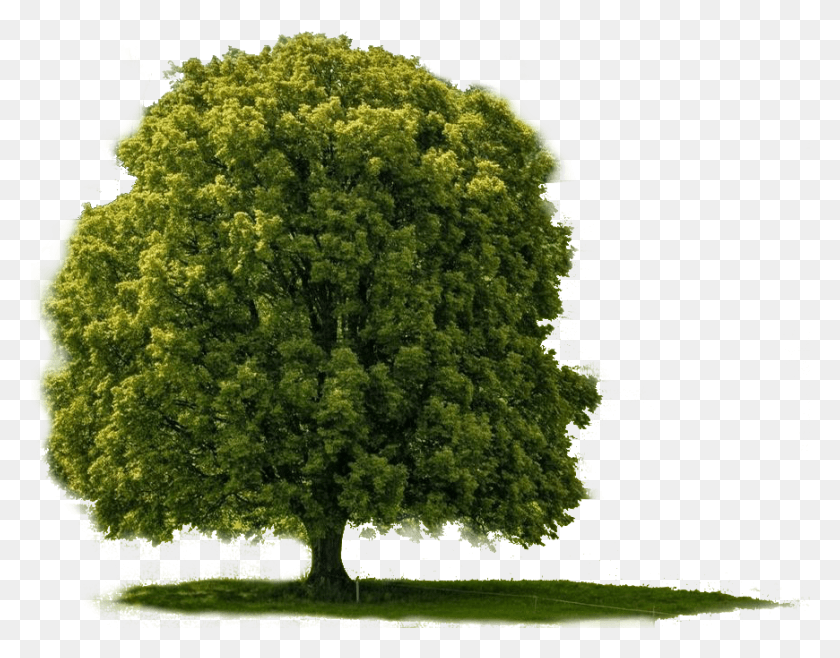 870x668 Большое Дерево Большое Дерево, Растение, Дуб, Ствол Дерева Hd Png Скачать