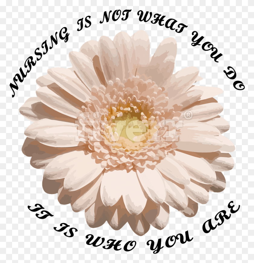 1106x1149 Big Worksample Image Barberton Daisy, Plant, Flower, Blossom HD PNG Download