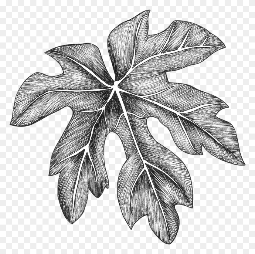 1163x1159 Большой Образец Изображения Дуб Гамбель, Лист, Растение, Дерево Hd Png Скачать