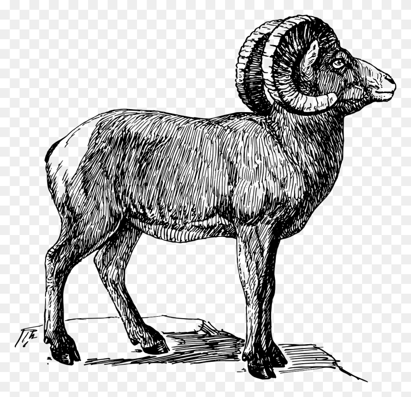 1280x1234 Bighorn Sheep Black And White Clipart, Gray, World Of Warcraft HD PNG Download