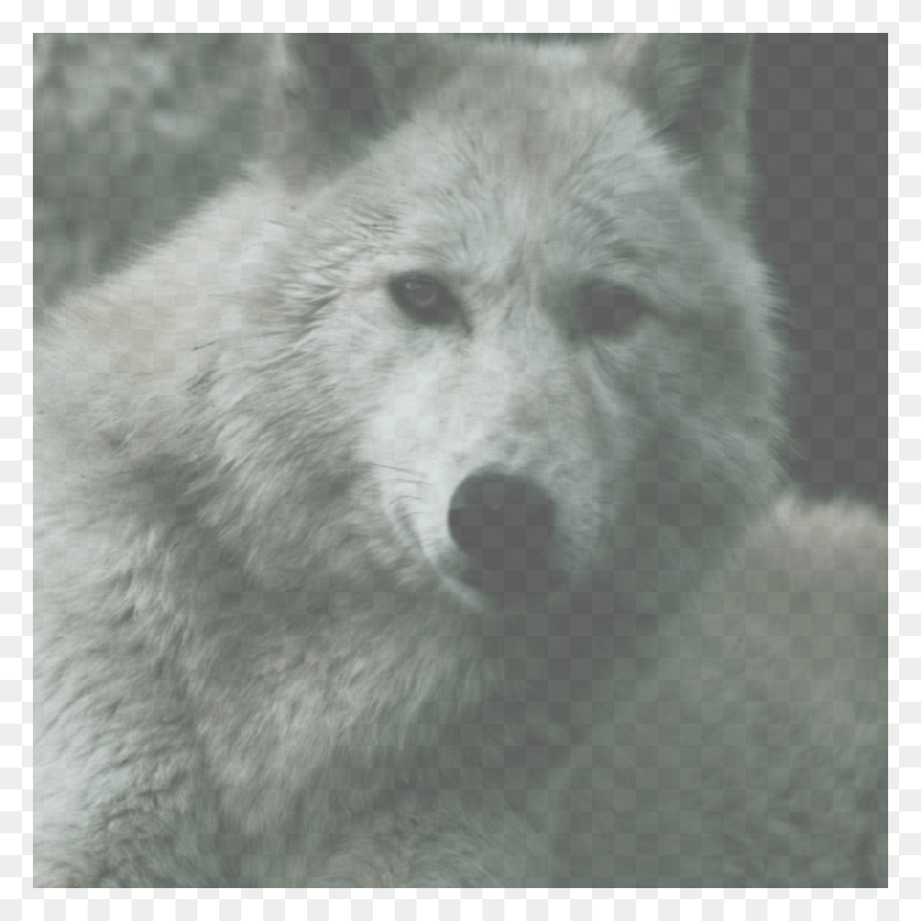 1080x1080 Bill Cosby Head Canis Lupus Tundrarum, Lobo, Mamífero, Animal Hd Png