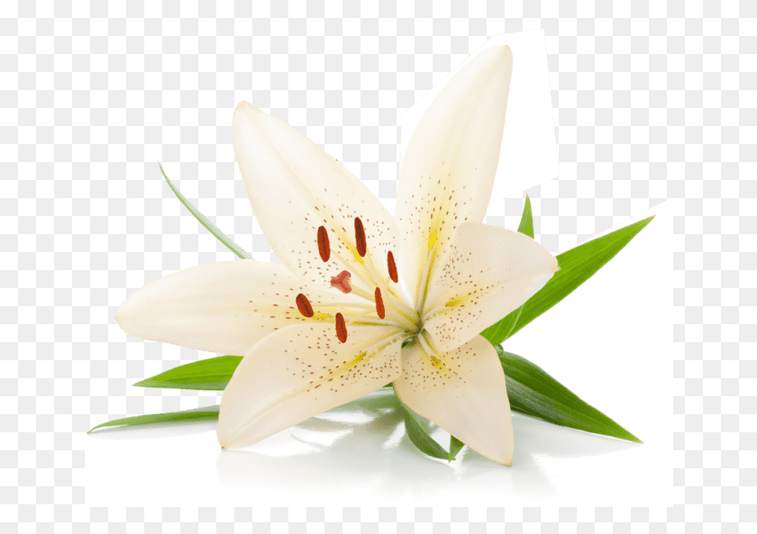 654x533 Bio Rebalancing, Plant, Flower, Blossom HD PNG Download