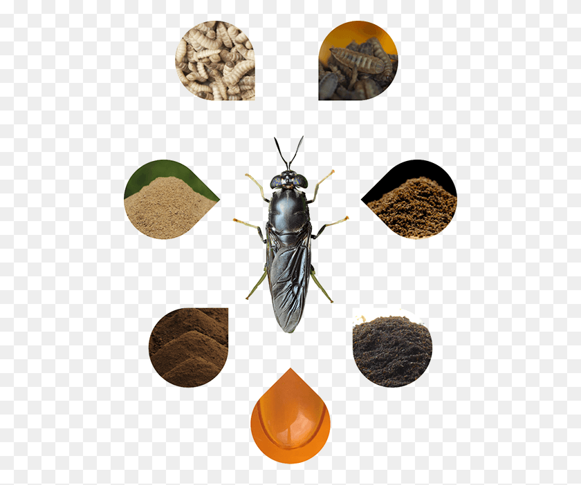 482x642 Bioconversion Derived Products Entofood, Insect, Invertebrate, Animal HD PNG Download