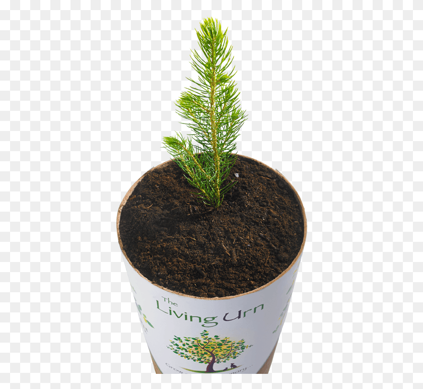 380x712 Biodegradable Living Urns, Plant, Tree, Pineapple HD PNG Download