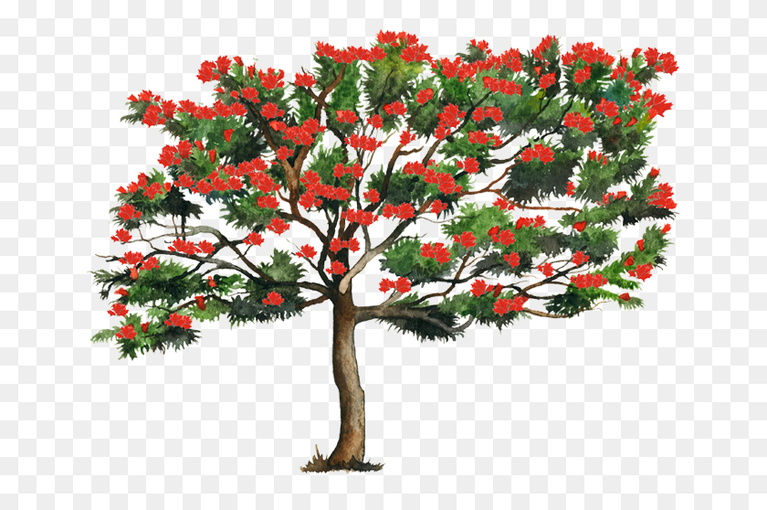 651x498 Biodiversidad Gob Mx Floral Design, Tree, Plant, Potted Plant Descargar Hd Png