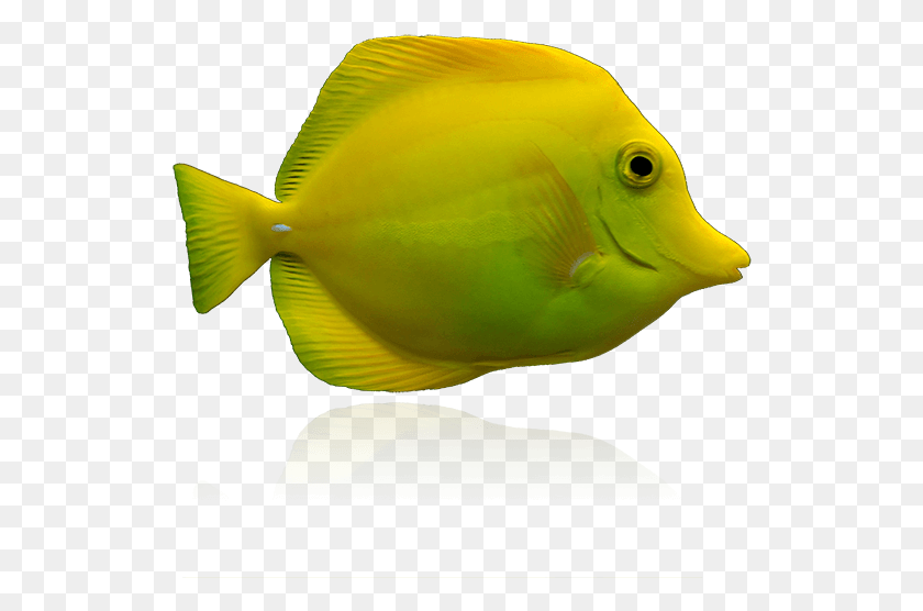 528x496 Biota Yellow Tang Yellow Zebrasoma Tang Fish, Animal, Surgeonfish, Sea Life HD PNG Download