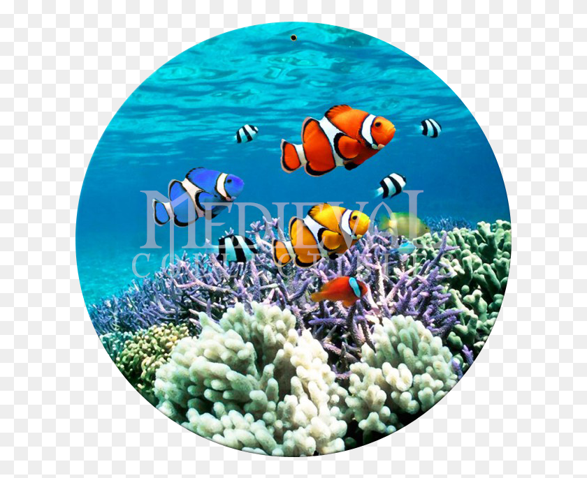 625x625 Biotic Features Of The Great Barrier Reef, Amphiprion, Sea Life, Fish HD PNG Download