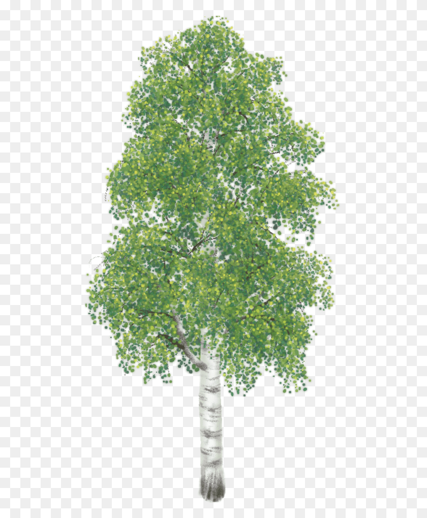 511x959 Birch 02 Mature Summer Large Hh Maple Tree With White Background, Plant, Pineapple, Fruit HD PNG Download
