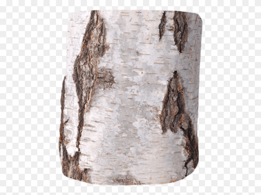467x568 Birch Art Nr 1130 Baumstamm Birke, Tree, Plant, Tree Trunk HD PNG Download