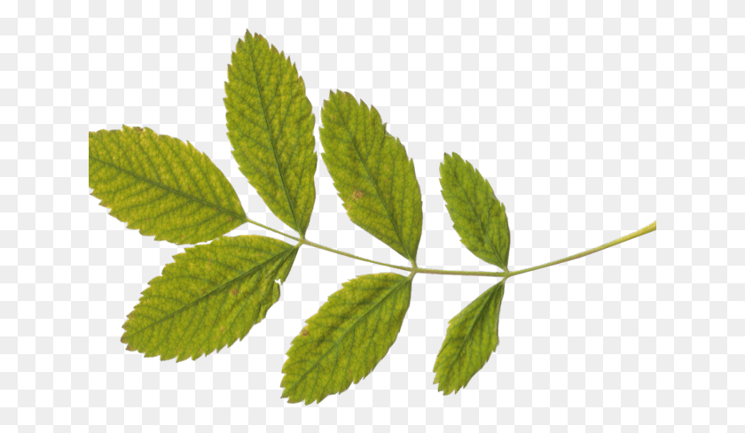 641x429 Birch Clipart Branch Leave Listki Z Dereva, Leaf, Plant, Green HD PNG Download