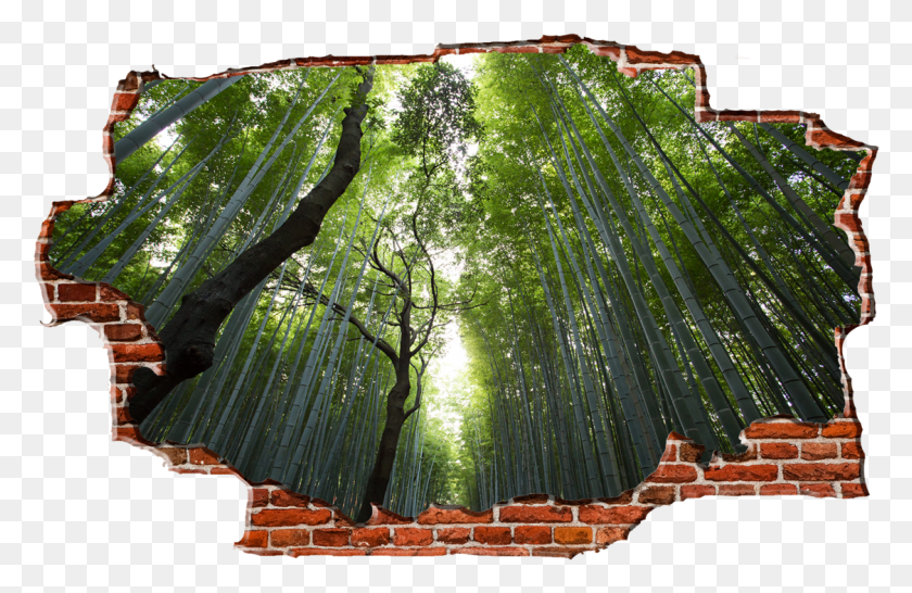 1124x701 Birch Tree Wallpaper, Plant, Brick, Bamboo HD PNG Download