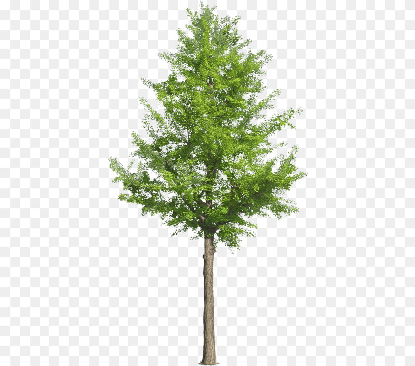 407x740 Birch Trees Trees Clipart Arfchitecutre, Conifer, Tree, Plant, Leaf PNG