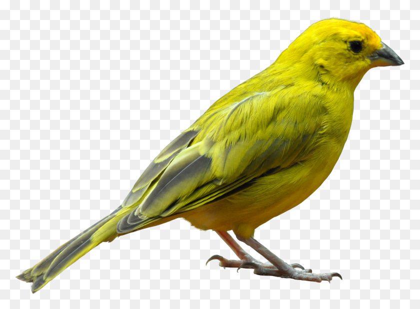2467x1771 Bird, Animal, Canary, Finch HD PNG Download