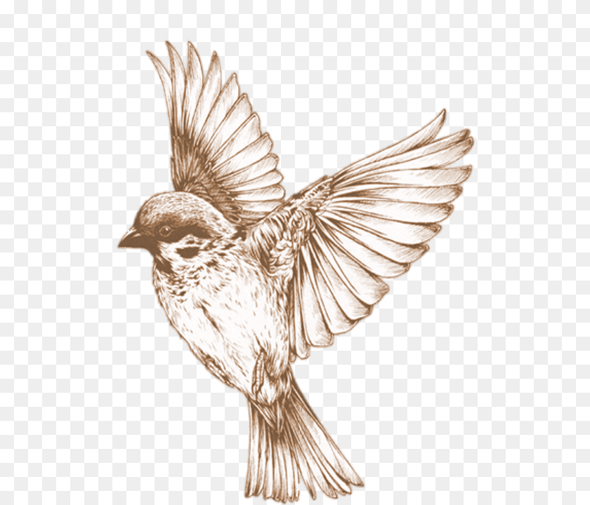 516x720 Bird 21 Buy Clip Art Bird, Animal, Sparrow, Finch Transparent PNG